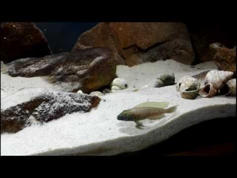 Tanganika 375L 14.08.2017