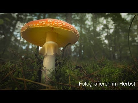 Fotografieren im Herbst