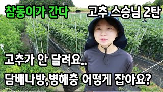 고추농사 담배나방 고추다수확 노하우 (고추왕 스승님 2탄)