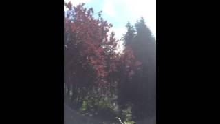 Strange sounds in the sky of The Hague - Netherlands (1-8-2016) vreemde geluiden  lucht van Den Haag