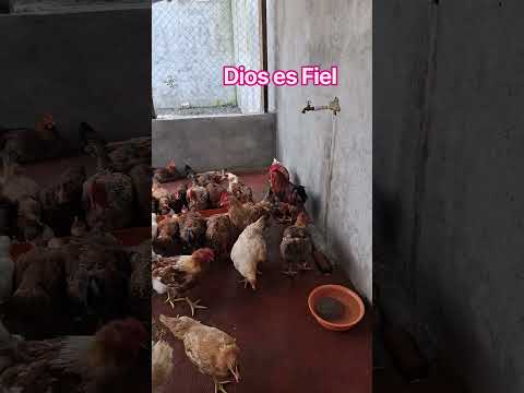Está es la bendición de Dios. A la venta en san Bernardino Suchitepéquez, Guatemala