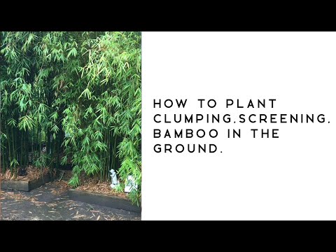 How to plant clumping, screening, bamboo in the ground