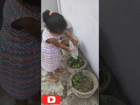 Hasitha watering to plants | watering to plants | watering to seeds
