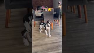 20 Days to One Year Great Dane transformation #feed #transformation #puppy #GreatDane #dogs #cute
