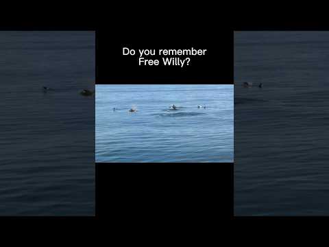 Keiko: The Journey to Freedom #KeikoTheOrca#FreeWilly#ConservationHeroes#OnThisDay#AnimalHistory