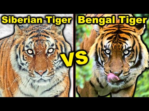 SIBERIAN TIGER vs BENGAL TIGER - The Honest Truth