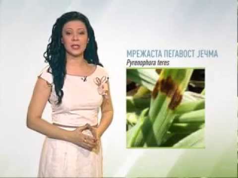 Zelena prognoza 19.3.2015. - Stanje u usevima ječma