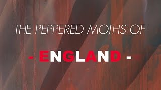 The Peppered Moths of England
