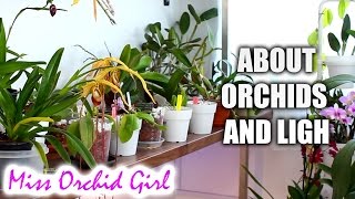 How much light do orchids need? - Low, medium and high light Orchids