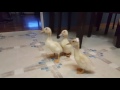 Buff Orpington Ducklings Bed Time