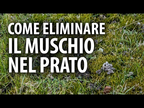 Corteccia di quercia da parassiti in un corpo umano Come eliminare vermi al bambino di 3 anni