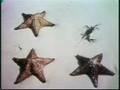 Sesame Street One Of These Things Sea Creatures
