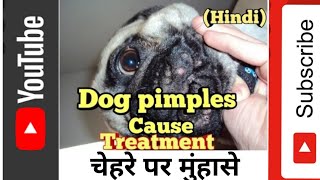 Dog acne | Dog pimples |कुत्तों के चहरे पर मुंहासे । cause and treatment | (vid-23)