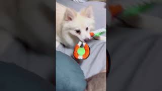 ポメラニアンのザックス
