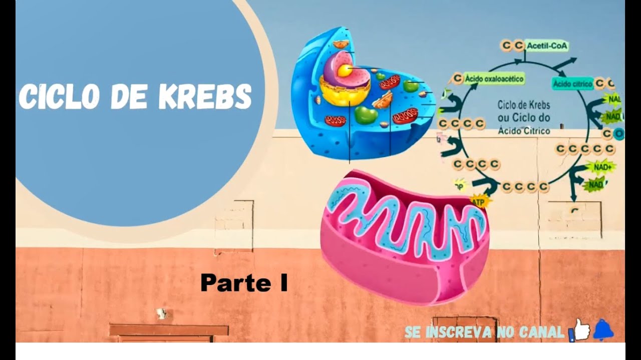 Ciclo de Krebs #2 - Reações anapleróticas, mecanismos de controle e Ciclo do glioxalato