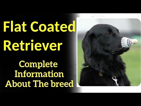 , title : 'Flat Coated Retriever. Pros and Cons, Price, How to choose, Facts, Care, History'