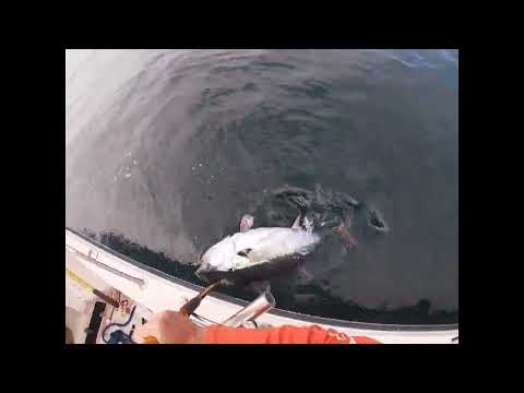 ***Huge bluefin tuna landed on a spinning reel***