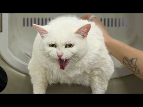 Fat, Loud, and VERY Opinionated