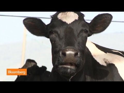 The Super Cows Making Israel Flow With Milk
