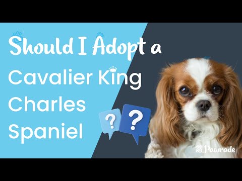 Charlie the Cavalier King Charles Spaniel