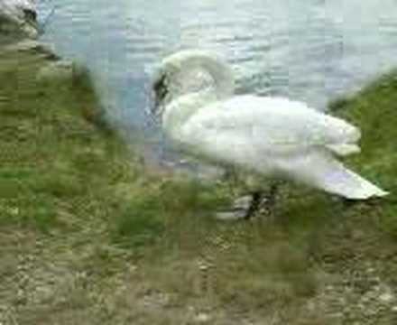 Schlafender Schwan in Marburg