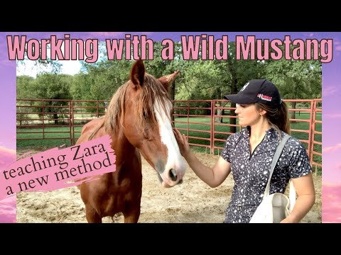 Working with my Wild Mustang Zara 🐴