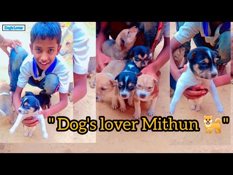 🐶||Dog's lover Mithun||🐕#pets #puppy #dogs #dogshorts#dogslover#dogsoftiktok #dogsinstagram#newvideo