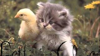 Getting Closer - Lil Crazed