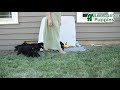Rottweiler dogs for sale: Fizzy - Video 1