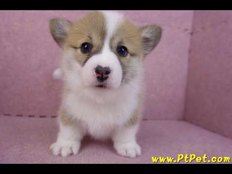 11/30雙色柯基犬母幼犬