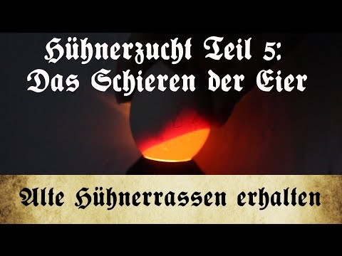Zucht alter Hühnerrassen - Teil 5: Das Schieren der Bruteier an Tag 7, 14 und 17