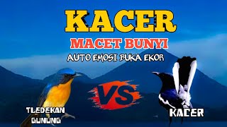 Download lagu 2 jam pancingan plus masteran kacer !! sekali putar auto emosi  kombinasi TLEDEKAN dan KACER mp3