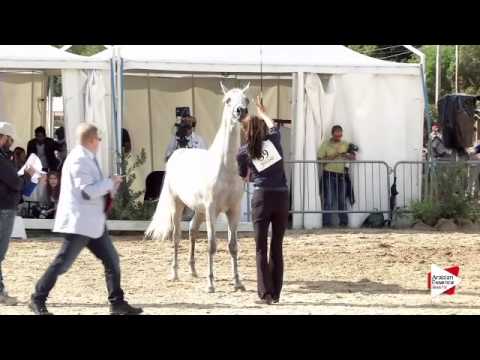 N.39 AL TAALAH - Bergamo 2015 - Colts 2 years old (Class 4A)