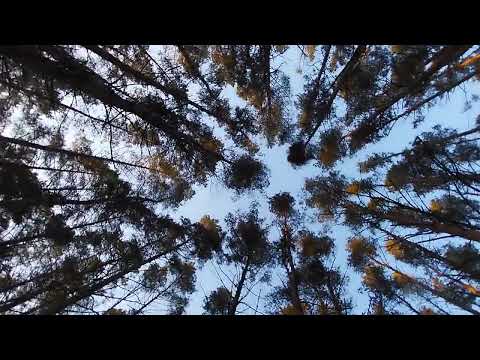 Красота природы: верхушки сосен и небесная глубина