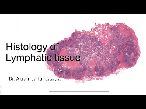 Histología del sistema linfático