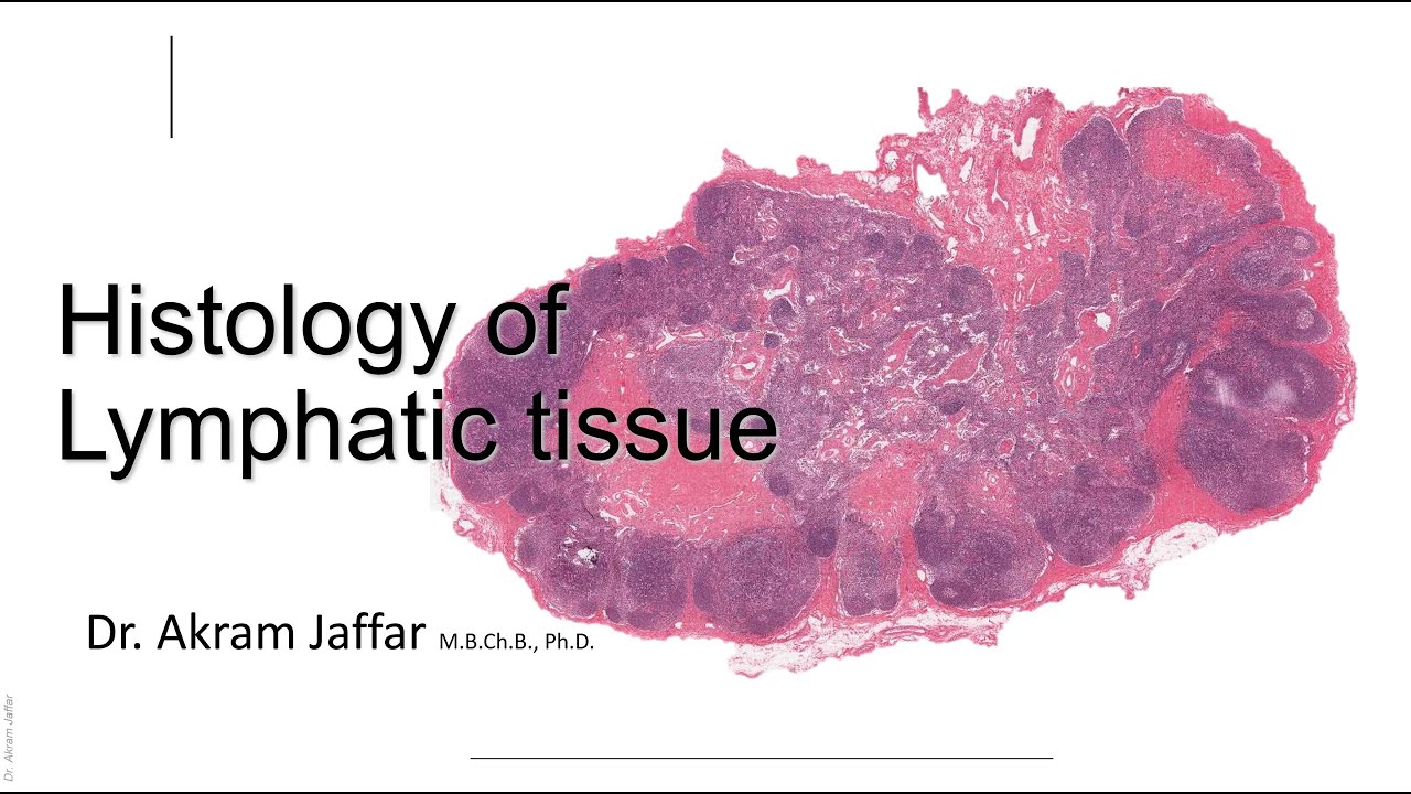 Histology of the lymphatic system + Anki flashcards