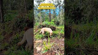 Download lagu You Won’t Believe What Randy Did Today 😳🐕” #intotheheartofnature#wildlife#srilankatravel mp3 Download lagu You Won’t Believe What Randy Did Today 😳🐕” #intotheheartofnature#wildlife#srilankatravel mp3