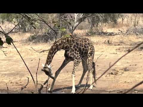 Elephant, buffalo and giraffe drinking at water hole