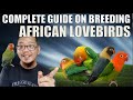 HOW TO BREED AFRICAN LOVEBIRDS (COMPLETE GUIDE)