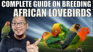 Download lagu CARA MEMBIAKKAN BURUNG CINTA AFRIKA (PANDUAN LENGKAP) mp3