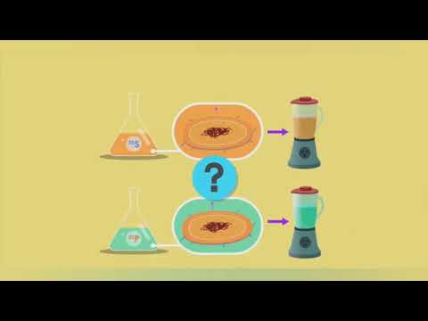 How phage infecting E.coli | Hershey and chase