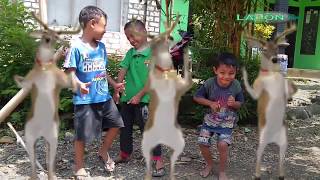 Download lagu ANAK INI JOGET BARENG RUSA (Funny Kids) mp3 Download lagu ANAK INI JOGET BARENG RUSA (Funny Kids) mp3