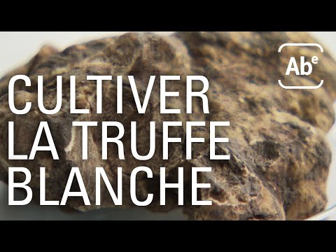 Cultiver la truffe blanche, c’est possible. ABE-RTS