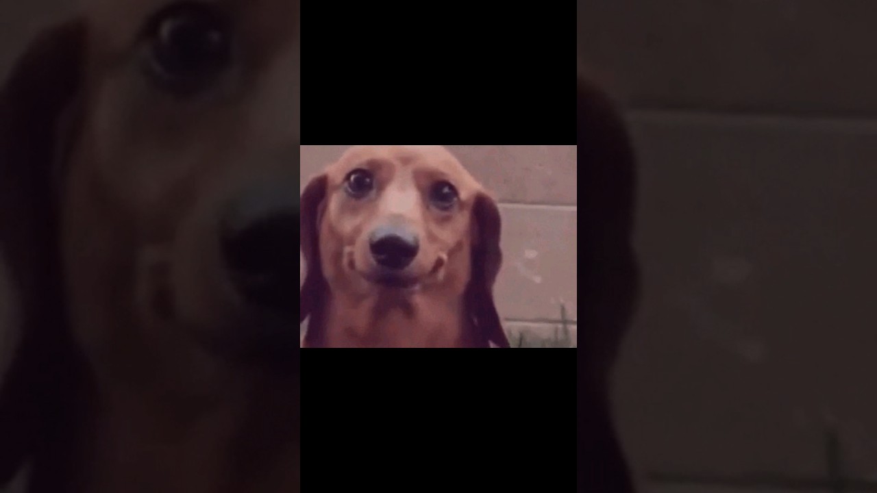 Try not to laugh funny videos with Gifs #5. #shorts