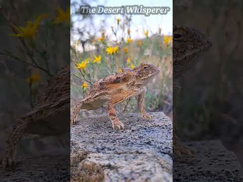 Regal Horned Lizard!