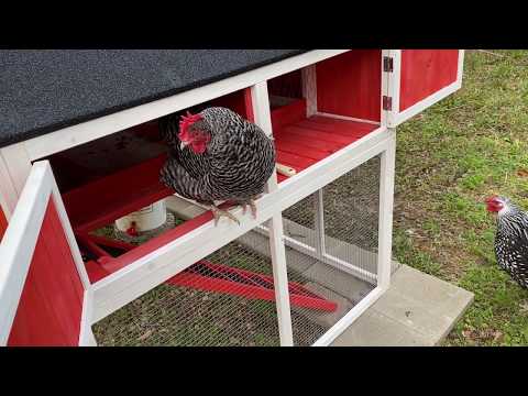Chicken Coop and a Bit of Poop! Best Chicken Coop and Pen!