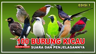 Download lagu 100 JENIS BURUNG YANG POPULER DI INDONESIA, BESERTA SUARANYA | BURUNG KICAUAN mp3