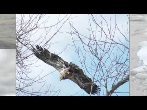 South Ajax Waterfront- Duffins Bay