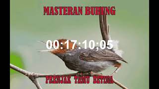 Download lagu MASTERAN PRENJAK KEPALA MERAH BETINA NGETIR PANJANG JOS UNTUK VARIASI LAGU mp3