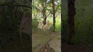 Download lagu White Kelso 2 X winner 5 cock derby #games #roosterfarm #rooster #gamefowl #shorts #gaming #chicken mp3 Download lagu White Kelso 2 X winner 5 cock derby #games #roosterfarm #rooster #gamefowl #shorts #gaming #chicken mp3